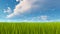 Green grass and cloudy sky natural background 4K