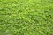 Green grass clover texture