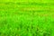 Green grass color meadow recently trimmed natural background texture. Cut meadow concept.