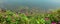 Green grass and colourful wild flowers on a cliff above sea