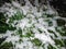 Green grass covered in first snow close-up