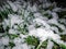 Green grass covered in first snow close-up