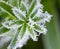 Green grass covered with hoarfrost