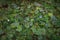 Green grass covered with raindrops close-up. Abstract vegetative background