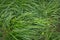 Green grass covered with raindrops close-up. Abstract vegetative background