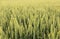 Green grass, crop, wheat against the sky