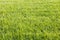 Green grass cut texture lawn landscape yard nature natural background