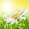 Green grass with daisy - summer background.