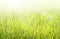 Green grass with dew and butterflies on sunrise meadow. Nature spring or summer fantasy background with copy space