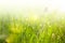 Green grass with dew and butterflies on sunrise meadow. Nature spring or summer fantasy background with copy space
