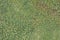 Green grass and dried grass background