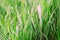 Green grass with droplets of dew. The freshness of nature. Nature concept. Soft focus