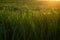 Green grass with drops of dew at sunrise in spring in the sunlight background beauty of nature awakening vegetation concept