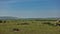 On the green grass of the endless savannah, a group of vultures scavengers gathered at the dead wildebeest