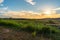 Green grass field against sunlight in sunset time. Evening in the countryside