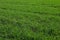 Green grass field as background