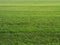 Green grass field background, grassland texture