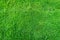 Green grass field background, texture, pattern