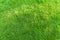 Green grass field background, texture, pattern