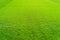 Green grass field background, texture, pattern