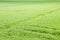 Green grass field backgrounds seen from above - image whit copy