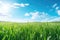 Green grass field and blue sky with clouds. Spring nature background