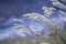 Green grass field blue sky and white clouds blurred background close-up, long stalks of wild spikelets in a Wild meadow soft focus