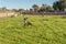 Green grass field with domesticated goats grazing