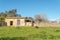 Green grass field with domesticated goats grazing