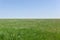 Green grass field with flat, even horizon in the distance