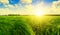 Green grass field and forest under sunset sun.