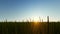 Green grass field landscape sunrise.