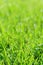 Green grass field or lawn. Summer background with copy space