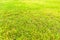 Green Grass Field in a Park Could Give Visitors Fresh Feeling