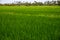 Green grass field photo. Rice cob and stem in paddle. Cultivated rice growth in Asia. Rice field perspective view