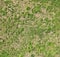 Green grass field plants and weeds top view, simple natural background texture, grassy ground surface shot from above, nobody
