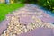 Green grass field with stone pathway and small rock decoration