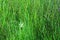 Green grass field with sun light for green foliage backdrop