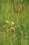 Green grass in the fields on a sunny day