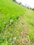 Green grass and flower in the ricefield