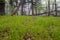 Green Grass On A Foggy Forest Floor