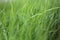 Green grass, fresh, soft, young, natural, in spring, close-up, with a blurred background.