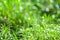 green grass in garden blokeh of water drop on leaves in field