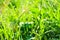 green grass in garden and blur of water drop on leaves