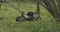 Green grass in the garden and man with a lawn mower in slow motion is passing by