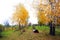 Green grass glade, yellow birches growing in lines, cloudy rainy sky