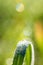 Green grass with glistening dewdrops or raindrops