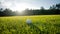 Green grass with golf ball close-up in soft focus at sunlight.