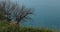 A green grass and graphic leaves free tree against a blue sea background