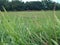 Green grass in grassland. Grass closeup view. Lea plants in field.